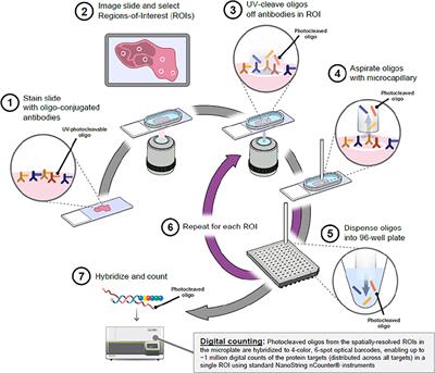 Highly Multiplexed Digital Spatial Profiling of the Tumor Microenvironment of Head and Neck Squamous Cell Carcinoma Patients